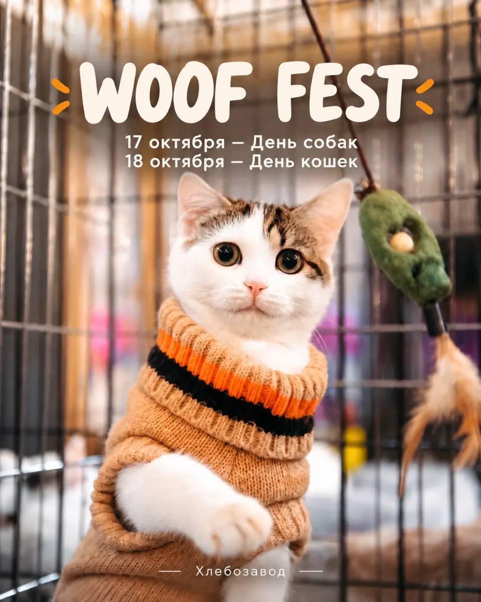 WOOF FEST — фестиваль кошек и собак из приютов, изображение 1