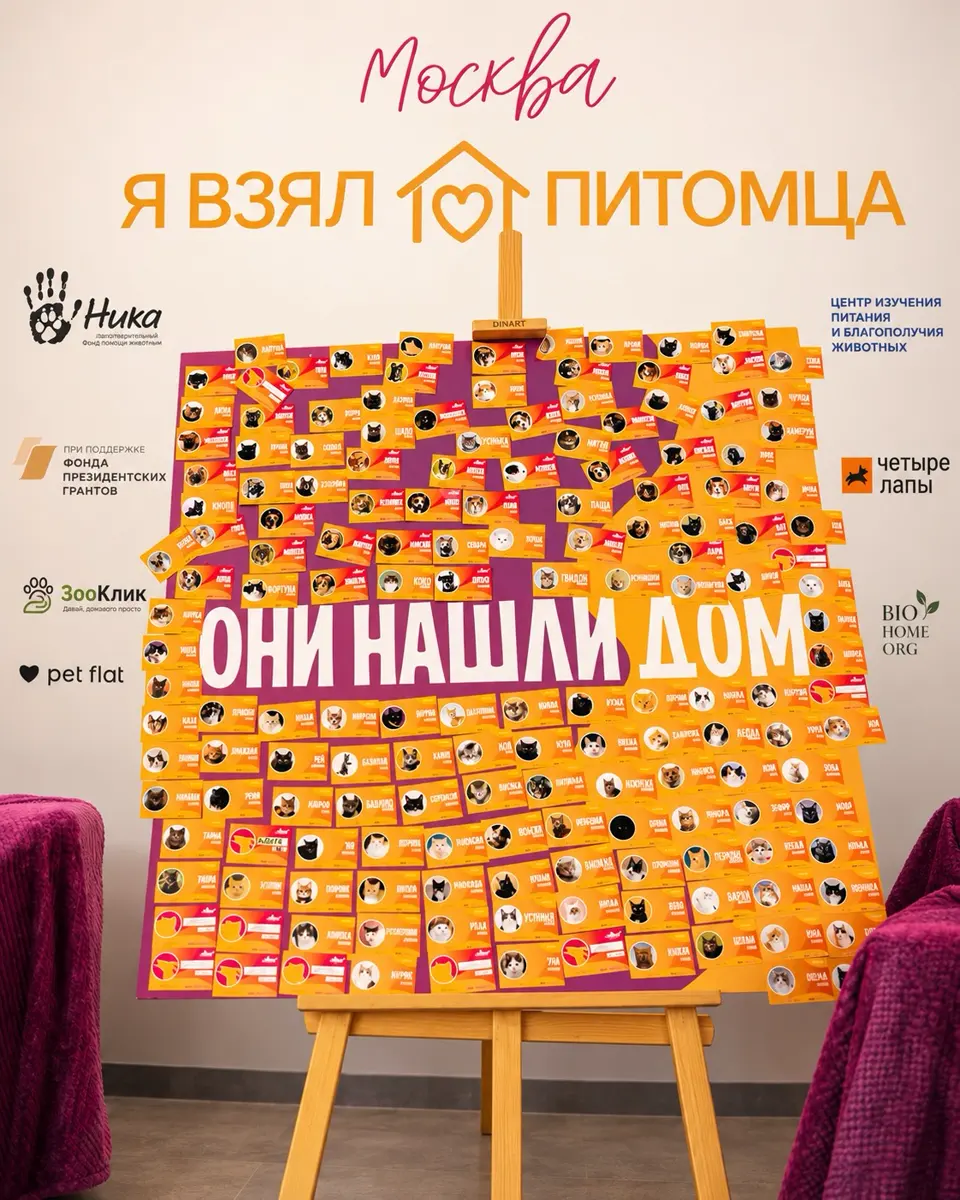 WOOF FEST — фестиваль кошек и собак из приютов, изображение 2