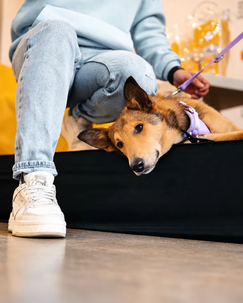 WOOF FEST — фестиваль кошек и собак из приютов, изображение 7