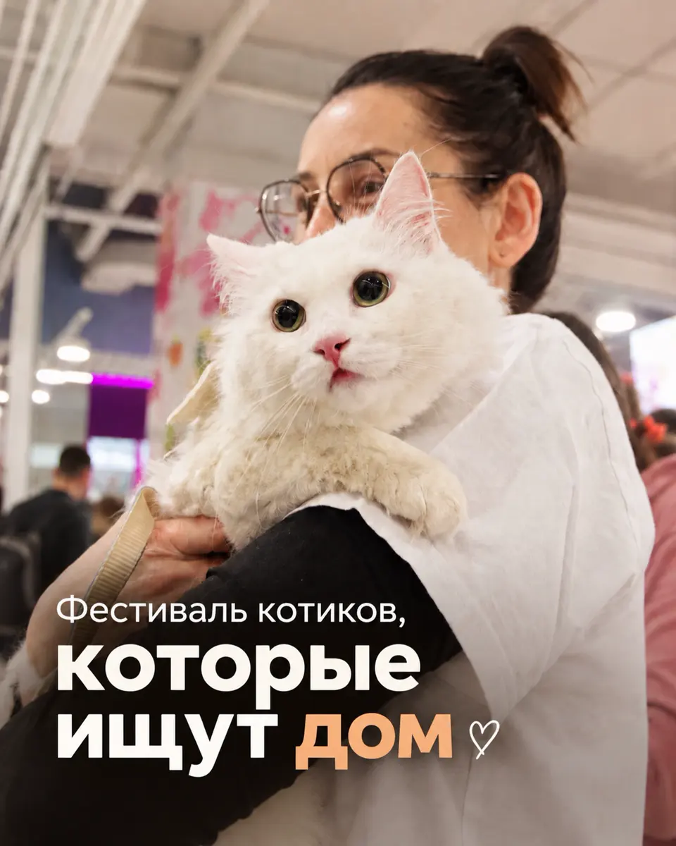 Фестиваль «Котики, которые любят»